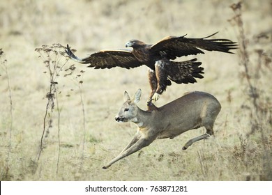 Eagle Attack Catching Doe,  Lucky Escape.