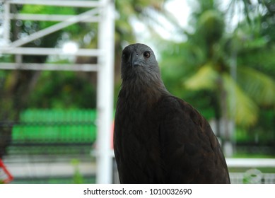 eagle and background blur