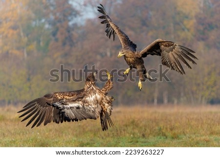 Eagle battle. White tailed eagles (Haliaeetus albicilla) fighting for food on a field in the forest in Poland. 