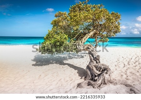 Eagle beach with divi divi tree on Aruba island, Dutch Antilles