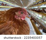 Eagle Beak, Poultry industry, beak trimming Issues, Chicken egg production performance and animal welfare