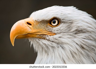 The eagle is a bird of prey found in North india. A sea eagle, it has two known subspecies and forms a species pair with the white-tailed eagle.