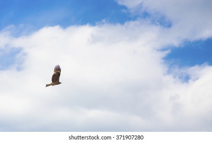Eagle in blue sky
