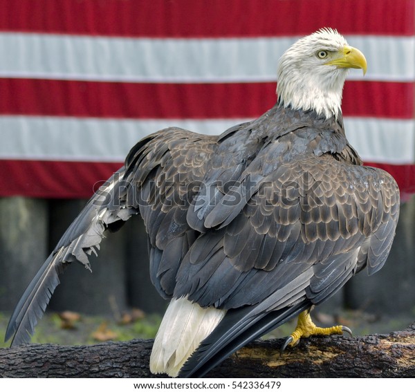 Eagle Broken Wing Stock Photo Edit Now 542336479 - 