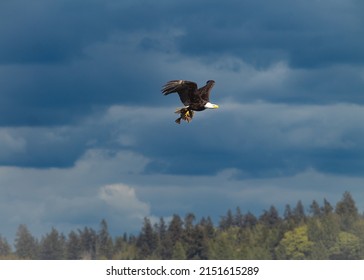 Eagle Caught A Fish Flying Away