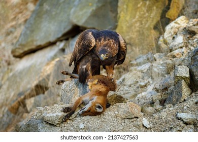 Eagle with caught fox. Golden eagle, Aquila chrysaetos, perched on rocks and tears killed red fox, Vulpes vulpes. Majestic hunter with prey. Wild nature. Wildlife scene. Habitat Europe, Asia, America. - Shutterstock ID 2137427563