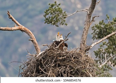 Eagle and chick at Los Angeles nest