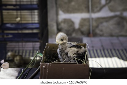 Eagle chick puppy in nest, wild animals, birds
