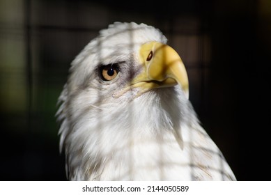 Eagle close up in Captivity with bar shadows