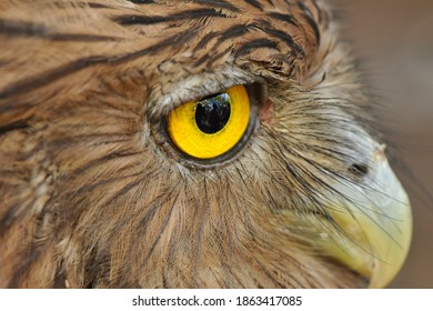 Eagle Close - Up Eye From Jhapa District.