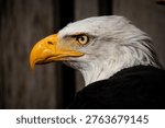 eagle close up head and eye