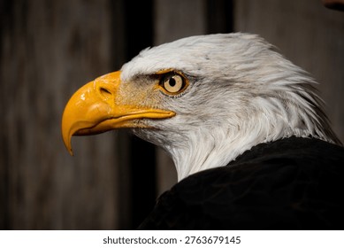 eagle close up head and eye