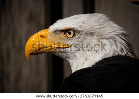 eagle close up head and eye