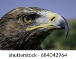 eagle close up head shot side view