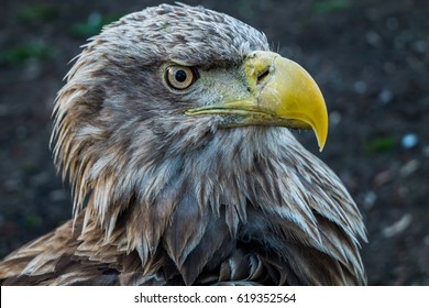Eagle Close Up Portrait