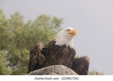 eagle close up with trees in the background