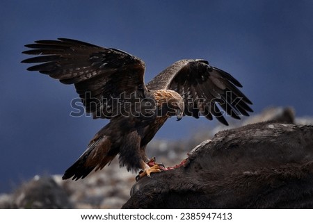 Eagle with cow calf carcass. Golden eagle, stone, Rhodopes mountain, Bulgaria. Eagle, evening light, brown bird of prey with big wingspan. Bird food behavior, nature wildlife.