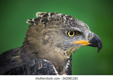 Коронованный орел. Венценосный Орел. Венценосный Орел фото. Crowned Eagle.