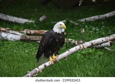 Eagle At The Detroit Zoo