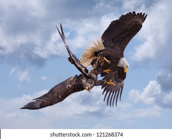 Eagle Dog Fight