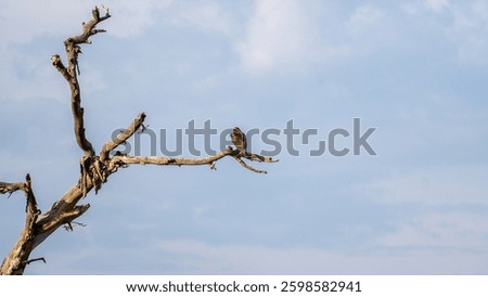 An eagle is elegantly perched upon a dry tree branch, soaring against a cloudy sky above Serengeti Tanzania Africa