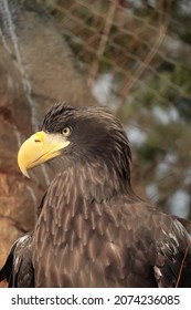 Eagle Eye Close Up Determined