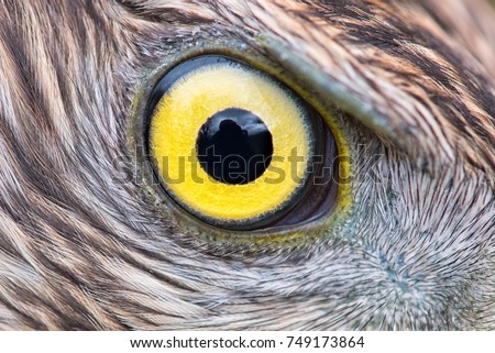 Eagle eye close-up, eye of the Goshawk
