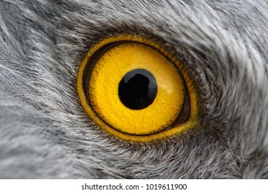 Eagle eye close-up, macro photo, eye of the male Northern Harrier. - Shutterstock ID 1019611900