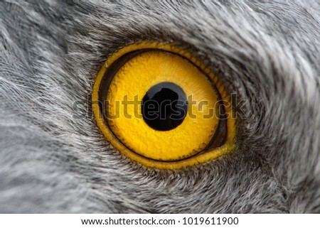 Eagle eye close-up, macro photo, eye of the male Northern Harrier.