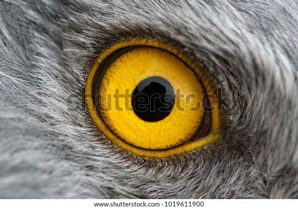 Eagle eye close-up, macro photo, eye of the male\
Northern Harrier.