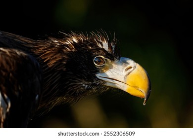 Eagle eye. Portrait of Steller's sea eagle, Haliaeetus pelagicus, in autumn nature. Pacific sea eagle isolated on background. Majestic bird of prey with large hooked beak. Heaviest eagle in the world. - Powered by Shutterstock