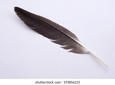 Eagle feather