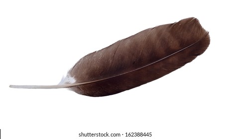 Eagle feather isolated on white background