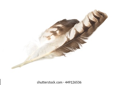 Eagle Feather Isolated On White Background Stock Photo 449126536 ...