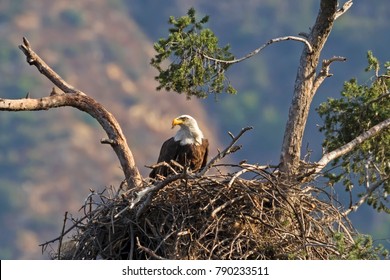 Eagle Feeding In Nest