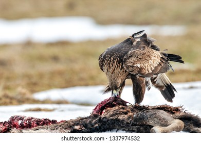 Eagle Kill Images Stock Photos Vectors Shutterstock