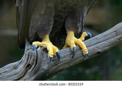 2,490 Eagle feet Images, Stock Photos & Vectors | Shutterstock