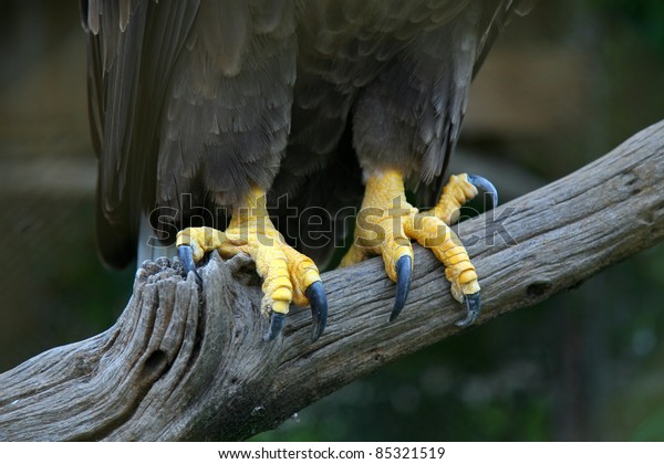 Eagle Feet Close Eagle Sharp Feet Stock Photo 85321519 | Shutterstock