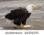 Eagle with fish