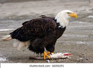Eagle with fish