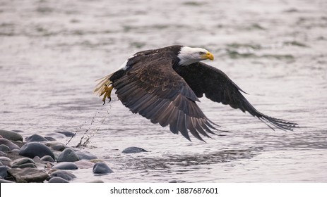 Eagle flies low over river
