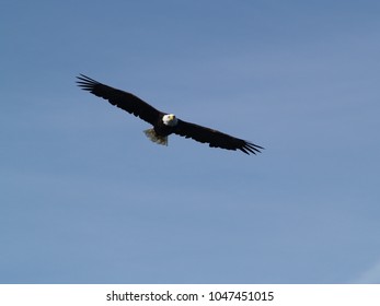 Eagle in flight      