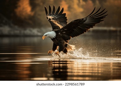 An eagle in flight catching fish from a lake - Shutterstock ID 2298561789