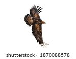 Eagle in flight. Golden eagle, Aquila chrysaetos, flying with widely spread wings isolated on white background. Majestic bird. Hunting eagle in mountains. Habitat Europe, Asia, North America.