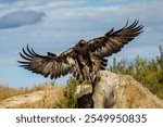 Eagle in flight. Golden eagle, Aquila chrysaetos, landing with widely spread wings on large stone. Majestic bird of prey in beautiful autumn nature. Hunting eagle in natural habitat. Wildlife.