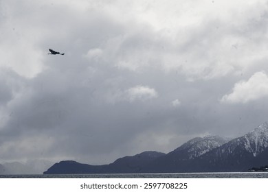 Eagle at flight in winter