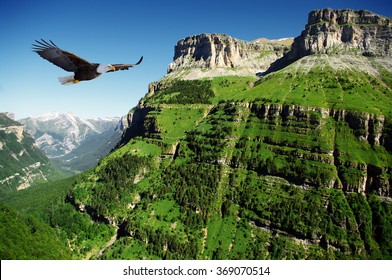 Eagle Flying Above A Canyon