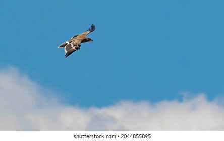 Eagle Flying Above The Clouds