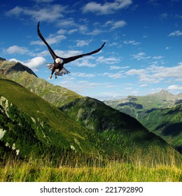 Eagle Flying Above The Mountains