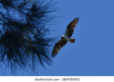 Eagle Flying Above A Tree